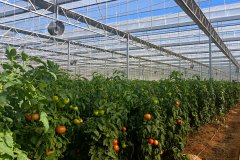 南陆良县：年种植蔬菜85万余亩分析产值近240亿