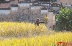 2024年经济亮点察看⑤｜大食物不雅领航特色帆