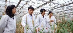 <b>财产化摸索玉米籽粒机械化收割程度无望大幅提</b>