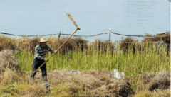 春季南方常见曾大面积种植现在正在农田不见踪